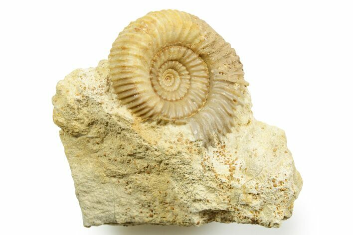 Jurassic Ammonite (Stephanoceras) Fossil - Évrecy, France #367727